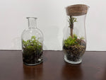 Rita Dora Gallery - 93100800 Small Moss Terrarium - 2