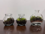 Rita Dora Gallery - 93100800 Small Moss Terrarium - 1