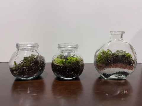 Rita Dora Gallery - 93100800 Small Moss Terrarium - 1