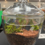 Rita Dora Gallery - 93100800 Small Moss Terrarium - 3