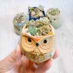 Leaf & Chick - Mini Pots ($15) - 1